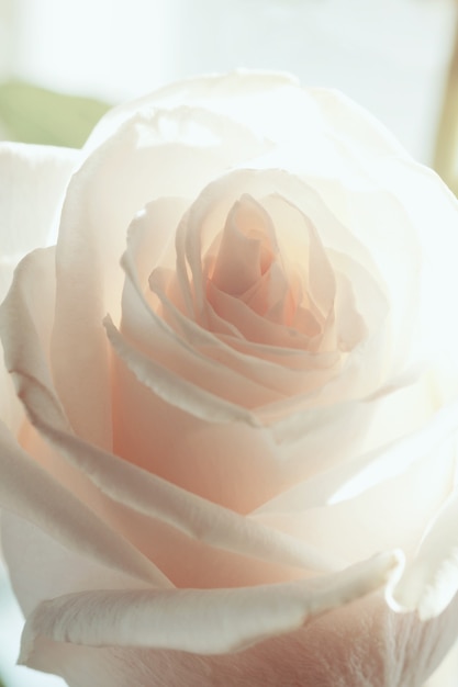 Photo white rose background close up