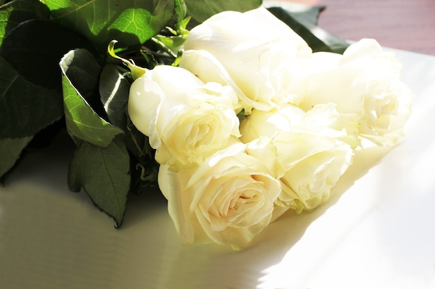 White rose background close up