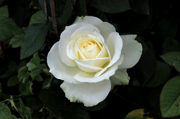 white rose beautiful white rose