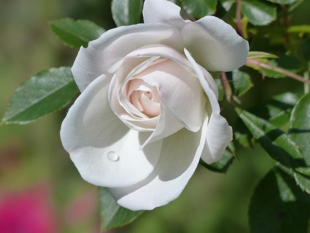 White rose blooms in the garden.