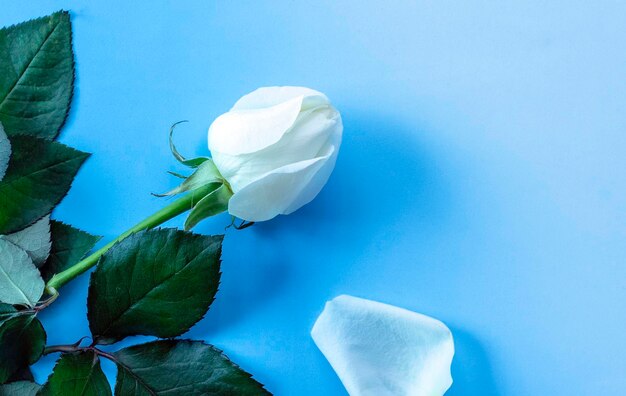 青い背景に白いバラ