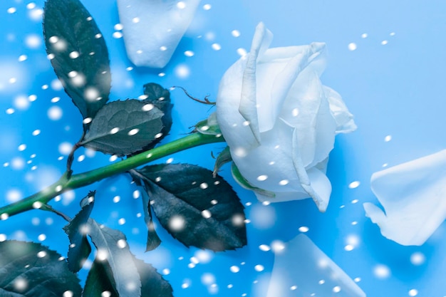 White rose on a blue background