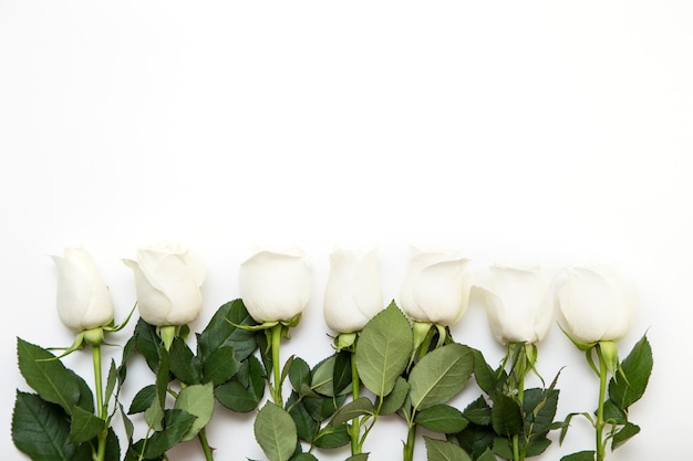 White Rose A bouquet of delicate roses on a white background Place for text closeup Romantic background for spring holidays