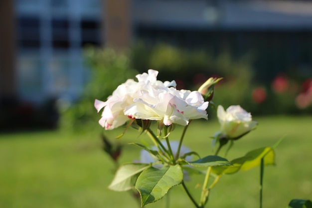 Фото Куст белой розы на клумбе сорт charles aznovour
