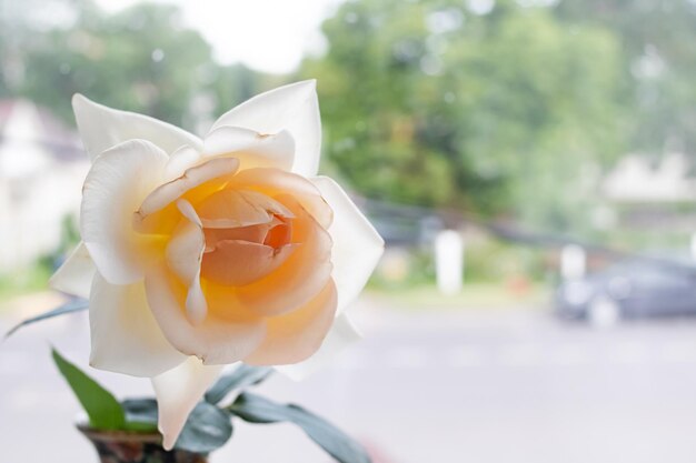 White rose on bush with green leaves