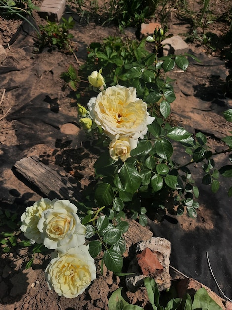 A white rose bush with a red heart on it