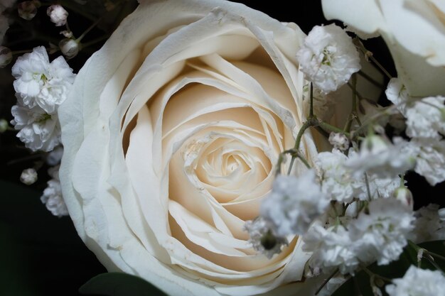 흰색 장미는 아름다움 패브릭 질감으로 닫힙니다.