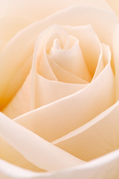 Белая роза крупным планом выстрелил абстрактный фон