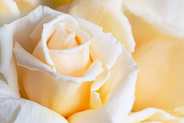 A white rose Detail of its petals