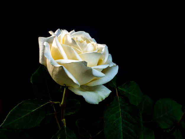White rose flower on a black background