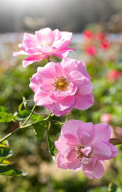 白い薔薇の花が庭に