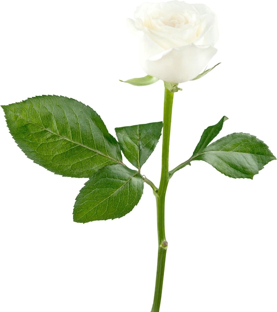 White rose flower isolated on white