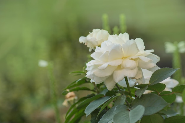 White rose flowers in the summer garden White rose flowers White rose grows in a rose garden