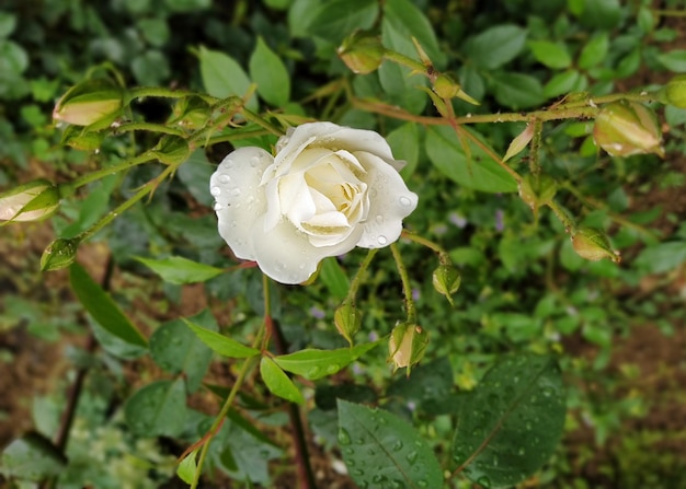 Белая роза в саду после утреннего дождя
