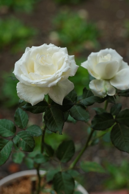 White rose in the garden Bunga mawar