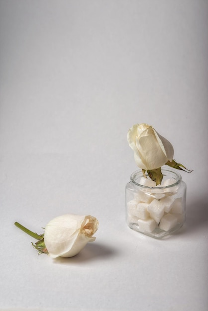 White rose in a glass vase on a white background. Still life