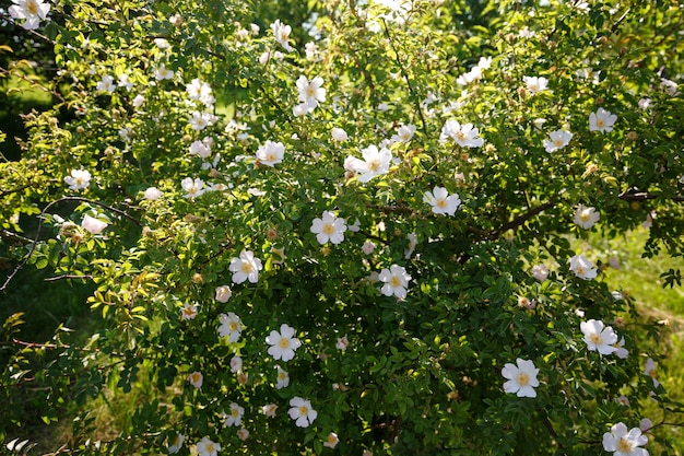 緑の背景に白いローズヒップの花。