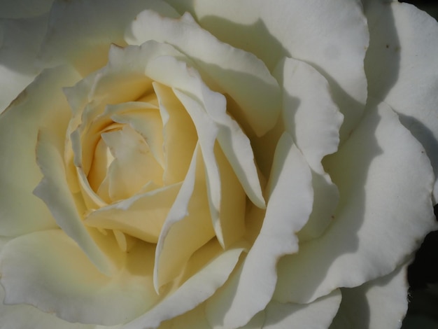 A white rose is shown with the word rose on it.