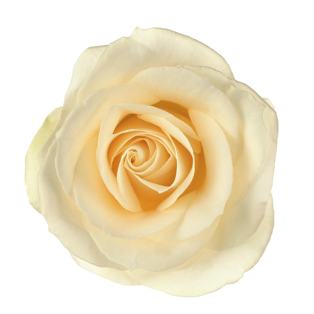 Белая роза, изолированная на белом