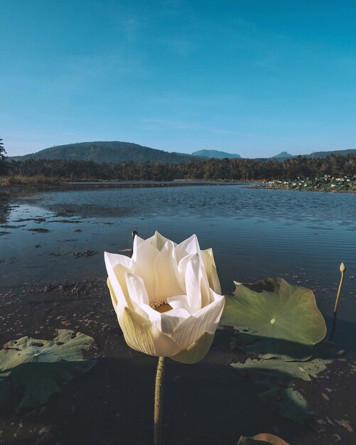 Foto rosa bianca sul lago contro il cielo