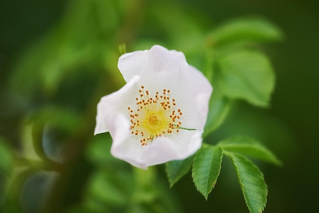 White rose in my garden A photo of a beautiful white rose