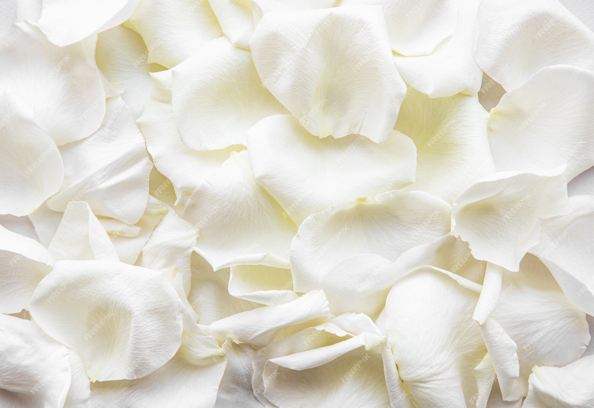 Premium Photo | White rose petals