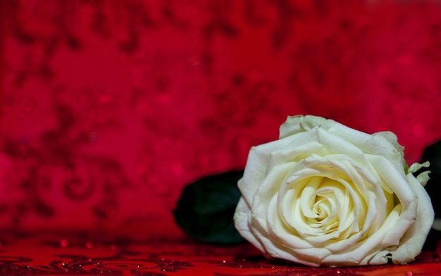 White rose on a red background