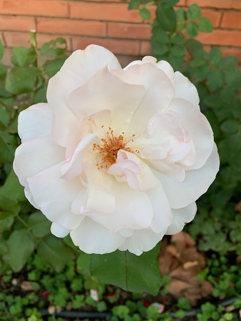 Photo white rose on a rose bush in a public garden