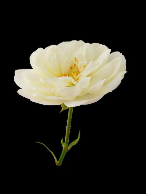 Photo white rose or rosehip on a stem isolated on a white background