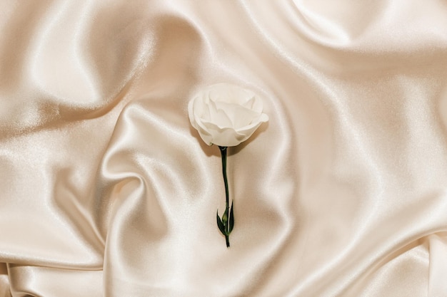 White rose on a silk beige background space for text