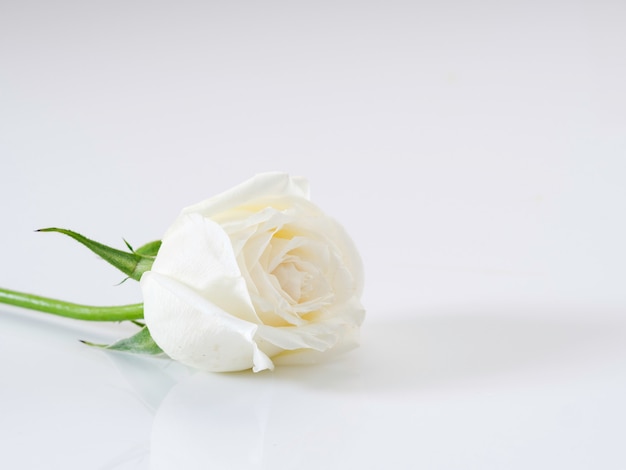 White rose on a white background