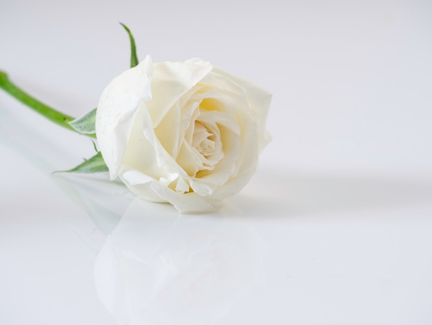 White rose on a white background