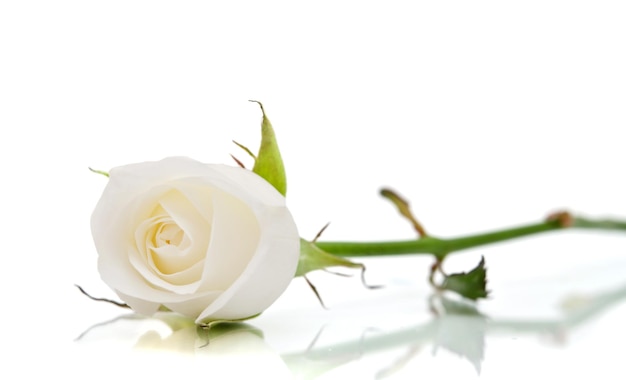 Белая роза на белом