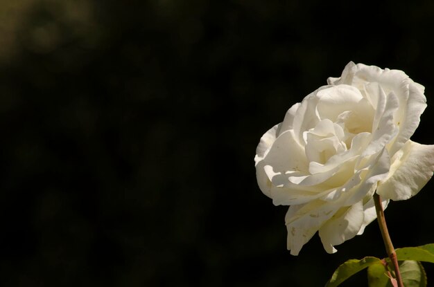 Photo white rose with natural background and copyspace