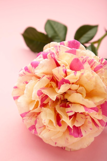 White rose with white stripe on pink background Vertical photo