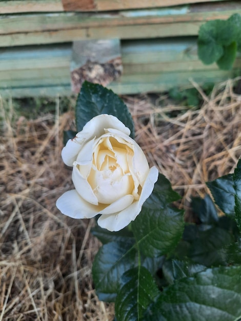 A white rose with a yellow center and a black stem.