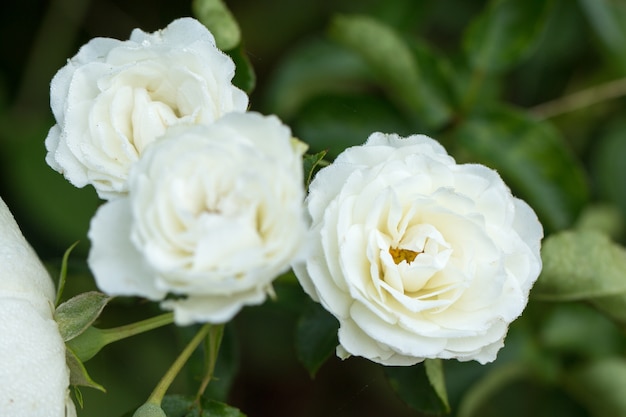Photo white rose