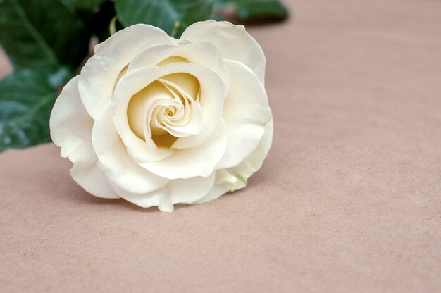 White rose