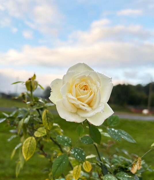 white rose