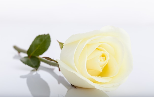 Photo white rose