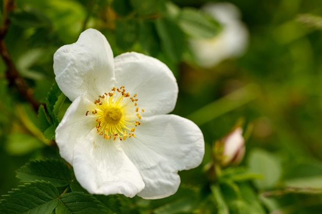 White rosehip flower close up