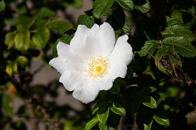 緑の葉に囲まれた白いローズヒップの花がクローズアップ