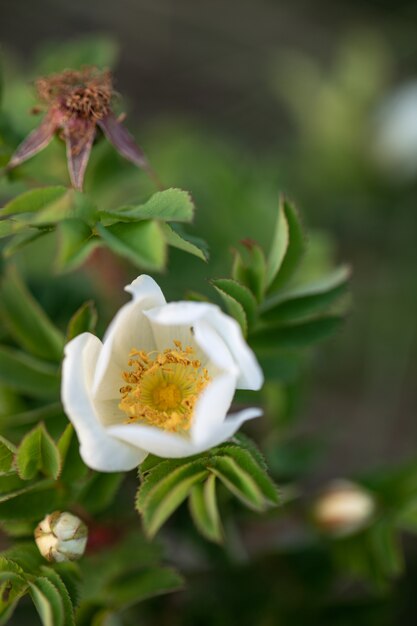 葉と白いローズヒップの花