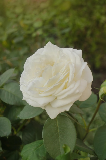 White roses blooms in the garden White rose bush White rose in a garden Hybrid tea rose