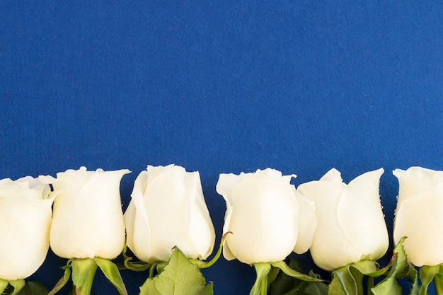 Белые розы на синем