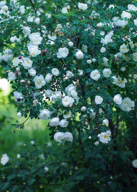 White roses on the bush, macro, rose garden