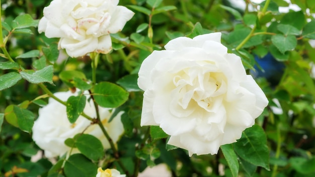 White roses flower in the garden