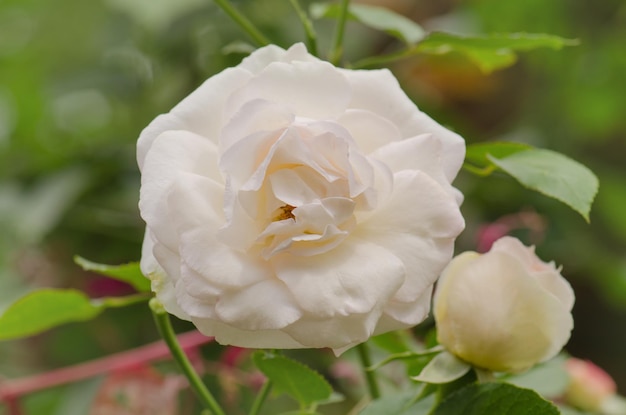 Белые розы в полном расцвете Цветок белой розы с зелеными листьями