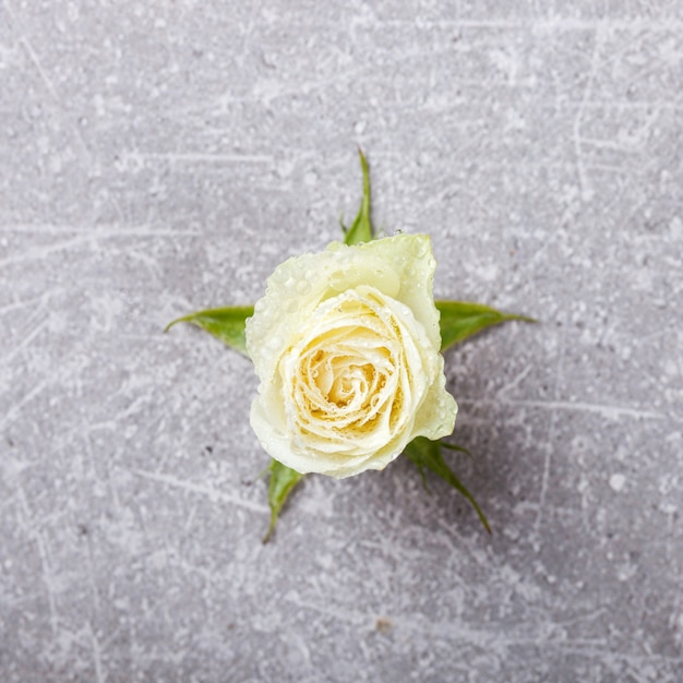 White Roses on a gray Background.Fresh,Little Flowers