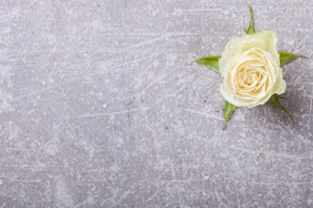 White Roses on a gray Background.Fresh,Little Flowers 